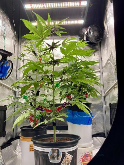 🥊🥧🍧🐐☕️🐓🔩🍌. Week 9 - 2/7 6:30AMPink Kush Auto front, GLA, CSA