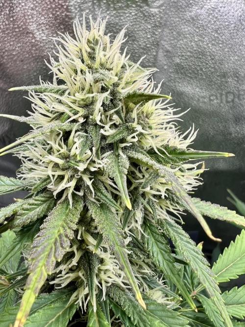 🥊🥧🍧🐐☕️🐓🔩🍌. Week 9 - 2/7 7:30 AM BPPRF3