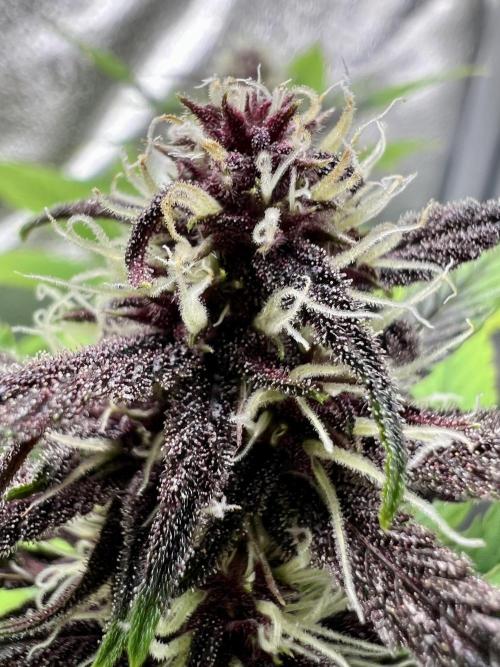 🥊🥧🍧🐐☕️🐓🔩🍌. Week 9 - Tropicana cookies auto by fast, bud