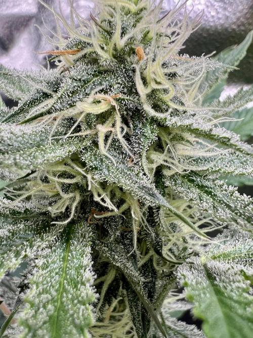 🥊🥧🍧🐐☕️🐓🔩🍌. Week 9 - OG triploid by Humboldts seeds