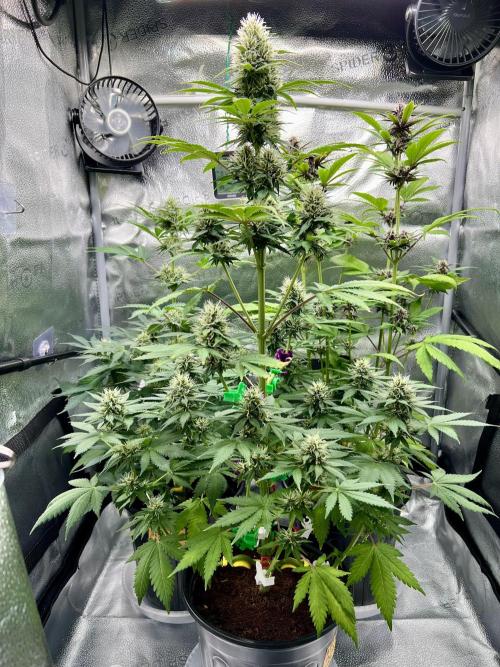 🥊🥧🍧🐐☕️🐓🔩🍌. Week 9 - 2/7 7:30 AM BPP RF3 front back left OG triploid right Tropicana cookies auto