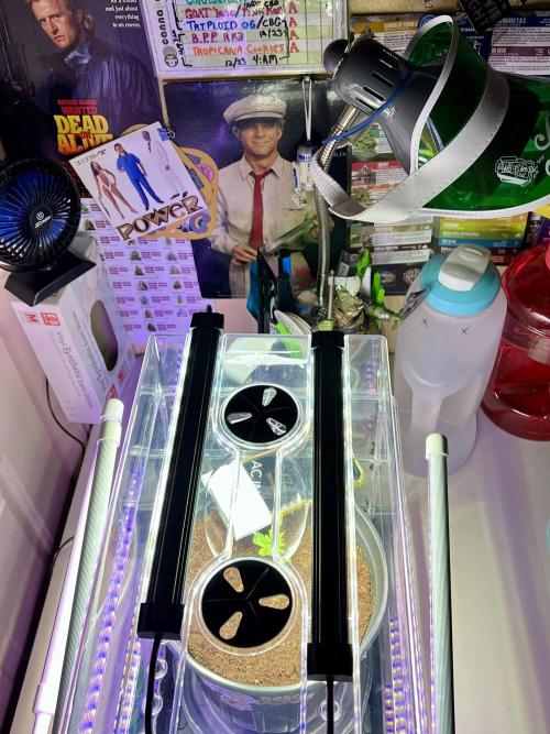 🥊🥧🍧🐐☕️🐓🔩🍌. Week 9 - cbg auto is back in the dome until she starts going 