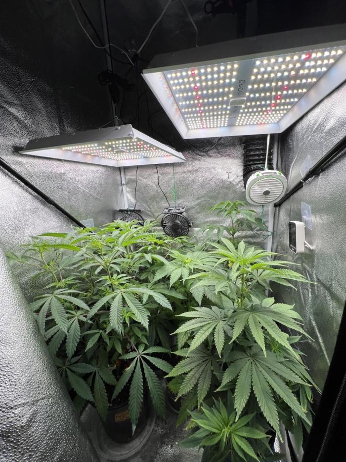 Montel tragic rise fall of Jar Jar Binks. Week 8 - 2/9 4:30 AM