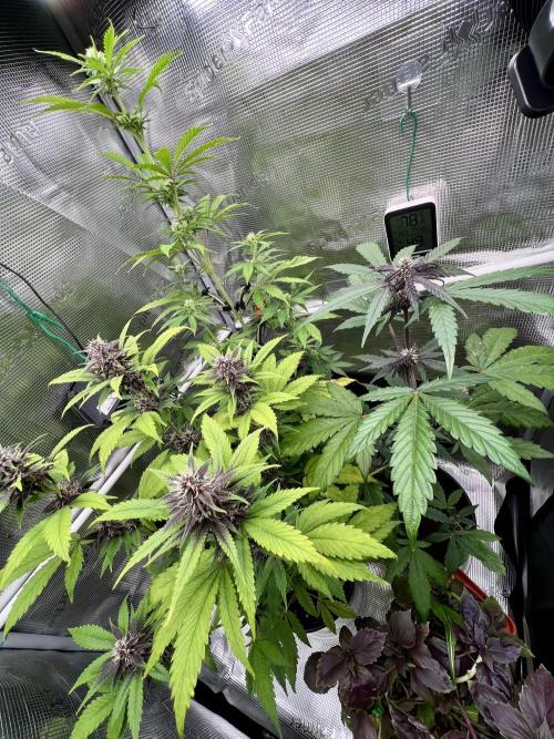 🥊🥧🍧🐐☕️🐓🔩🍌. Week 10 - 2/9