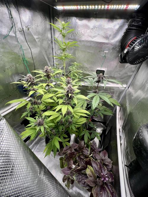 🥊🥧🍧🐐☕️🐓🔩🍌. Week 10