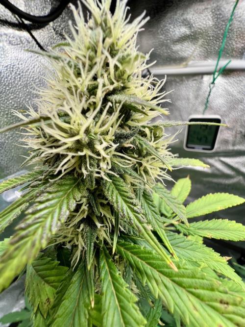 🥊🥧🍧🐐☕️🐓🔩🍌. Week 10 - BPP RF3