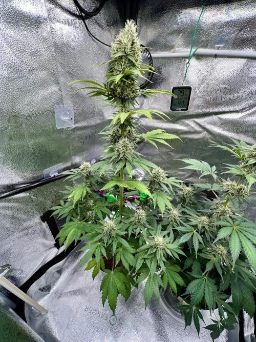 🥊🥧🍧🐐☕️🐓🔩🍌. Week 10