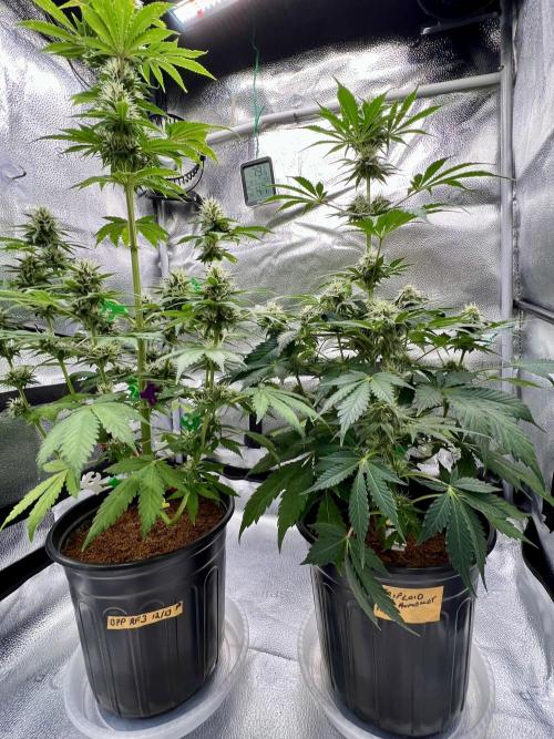 🥊🥧🍧🐐☕️🐓🔩🍌. Week 10