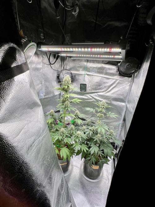 🥊🥧🍧🐐☕️🐓🔩🍌. Week 10 - 2/9 4:30 AM