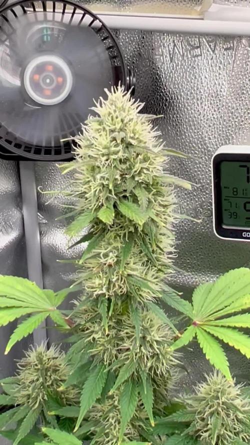 🥊🥧🍧🐐☕️🐓🔩🍌