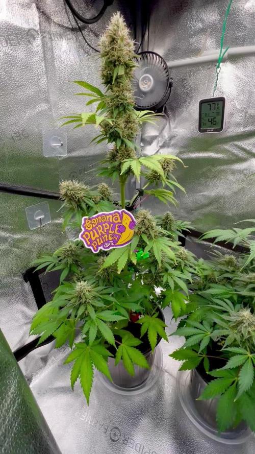 🥊🥧🍧🐐☕️🐓🔩🍌