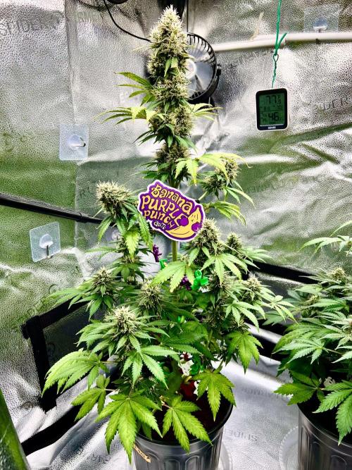 🥊🥧🍧🐐☕️🐓🔩🍌. Week 10