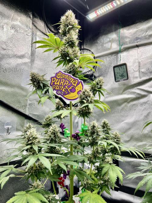 🥊🥧🍧🐐☕️🐓🔩🍌. Week 10