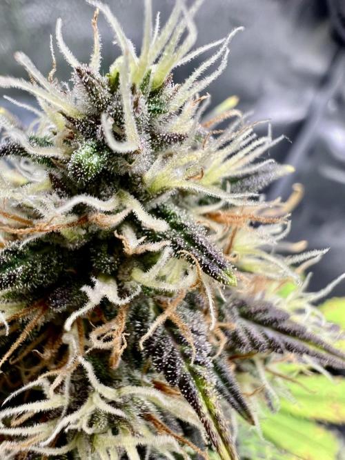 🥊🥧🍧🐐☕️🐓🔩🍌. Week 10 - 2/13, 10:30 AM BPPRF3 by fast buds