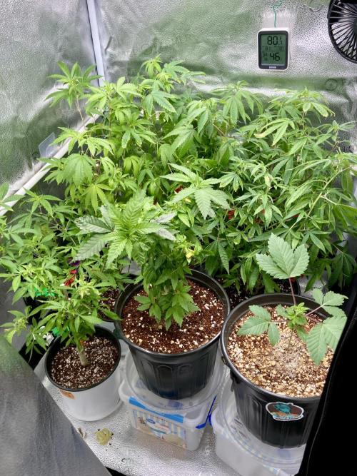 Montel tragic rise fall of Jar Jar Binks. Week 8