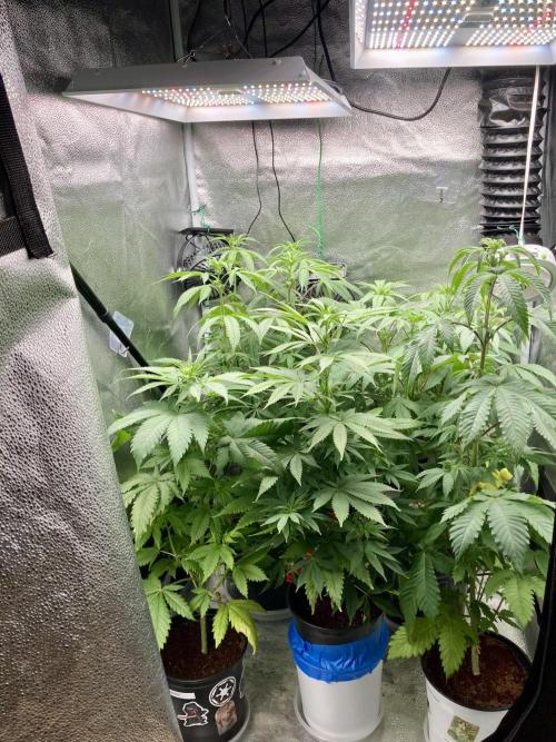 Montel tragic rise fall of Jar Jar Binks. Week 8