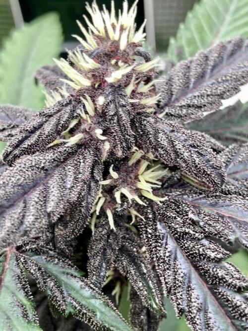 🥊🥧🍧🐐☕️🐓🔩🍌. Week 10 - Pink KUSH Auto by Seedsman