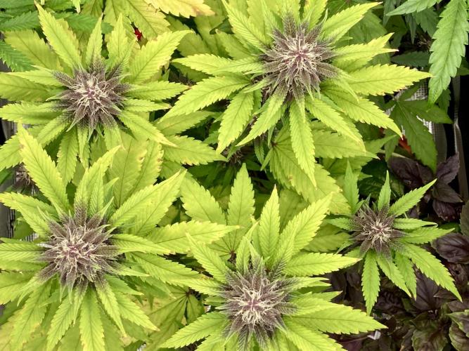 🥊🥧🍧🐐☕️🐓🔩🍌. Week 10 - Tropicana Cookies Auto by Fast Buds