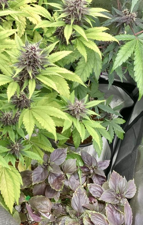 🥊🥧🍧🐐☕️🐓🔩🍌. Week 10