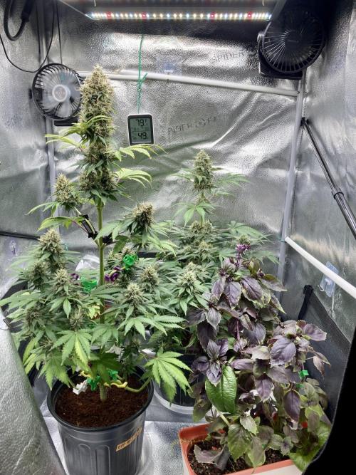 🥊🥧🍧🐐☕️🐓🔩🍌. Week 10 - 2/14 2pm