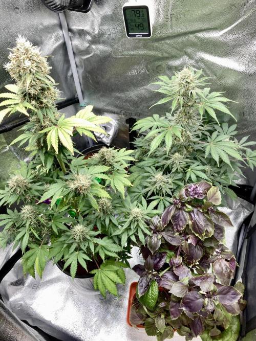 🥊🥧🍧🐐☕️🐓🔩🍌. Week 10 - 2/14 2pm