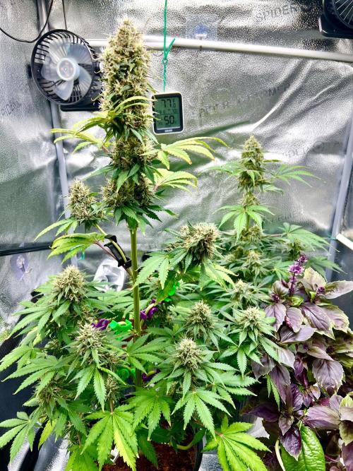 🥊🥧🍧🐐☕️🐓🔩🍌. Week 10