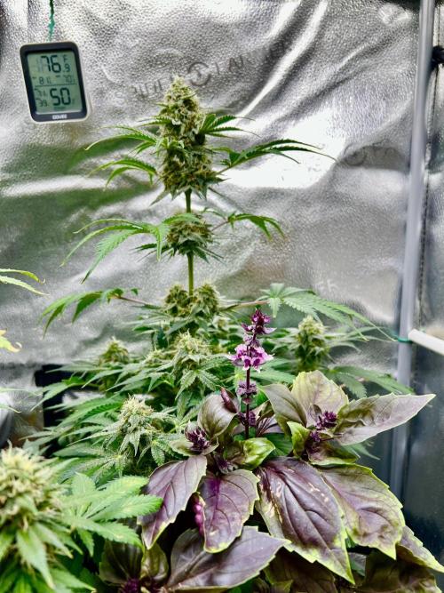 🥊🥧🍧🐐☕️🐓🔩🍌. Week 10