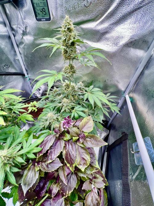 🥊🥧🍧🐐☕️🐓🔩🍌. Week 10