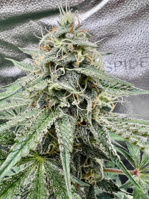 🥊🥧🍧🐐☕️🐓🔩🍌. Week 10 - Triploid OG by Humboldt seed company