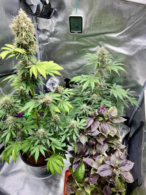 🥊🥧🍧🐐☕️🐓🔩🍌. Week 10