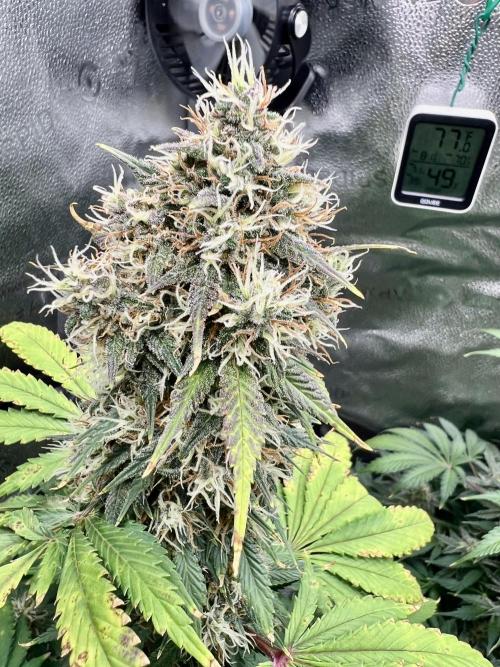 🥊🥧🍧🐐☕️🐓🔩🍌. Week 10 - BPP  RF3