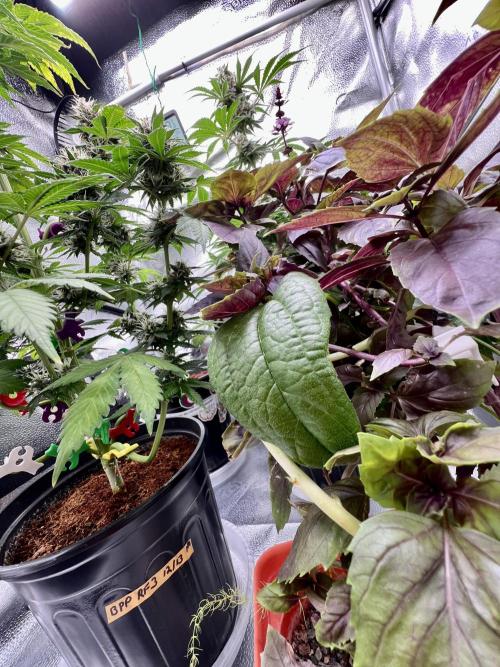 🥊🥧🍧🐐☕️🐓🔩🍌. Week 10