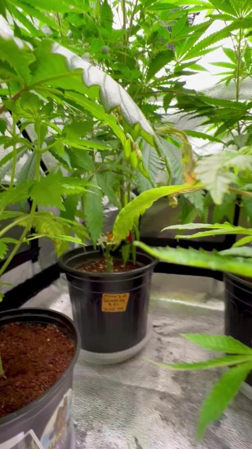 Montel tragic rise fall of Jar Jar Binks