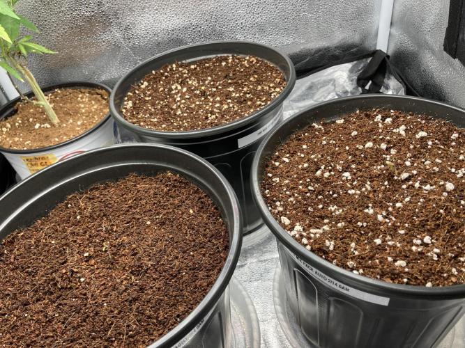 🔥📦RF3 AUTO by Fast Buds. Week 1 - 2/16 11:22PM