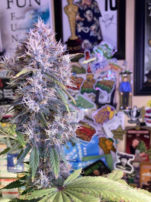 🥊🥧🍧🐐☕️🐓🔩🍌. Week 11 - 2/17 9:30 AM banana purple punch are three