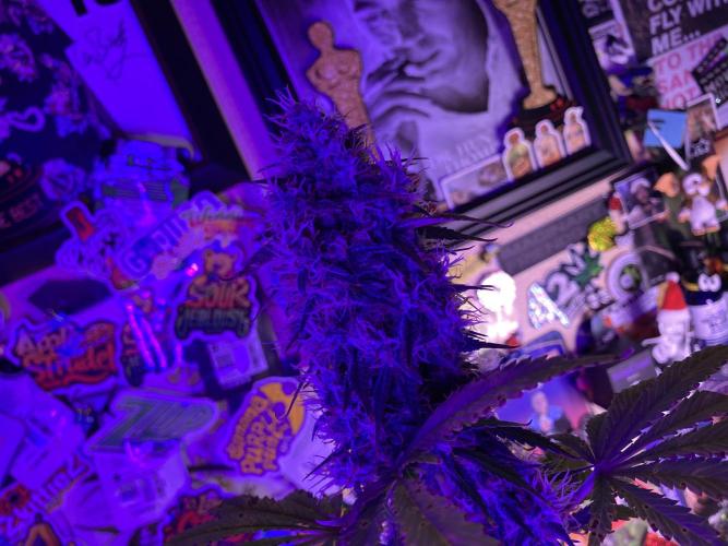 🥊🥧🍧🐐☕️🐓🔩🍌. Week 11 - BPP RF3