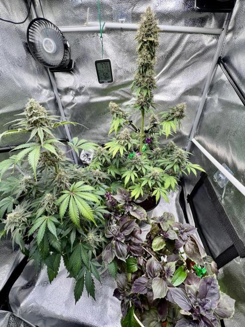 🥊🥧🍧🐐☕️🐓🔩🍌. Week 11 - 2/17 9:45 AM