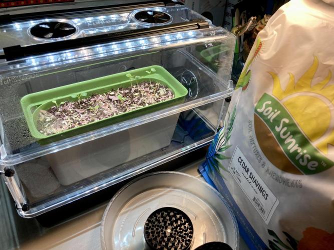 🔥📦RF3 AUTO by Fast Buds. Week 1 - 2/18AM Cedar shavings ground up for micro garden