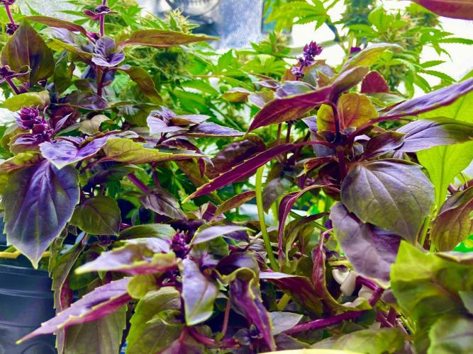 🥊🥧🍧🐐☕️🐓🔩🍌. Week 11 - 2/20 1:30AM