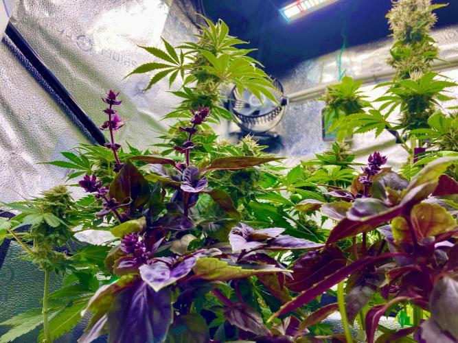 🥊🥧🍧🐐☕️🐓🔩🍌. Week 11