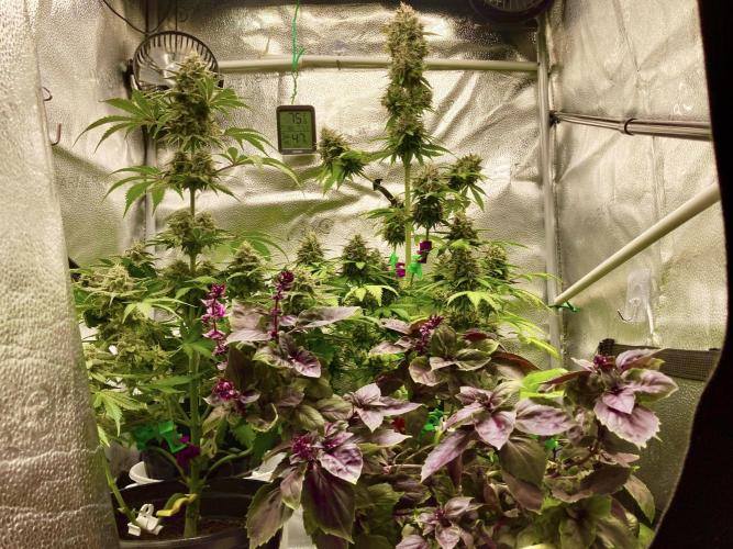 🥊🥧🍧🐐☕️🐓🔩🍌. Week 11