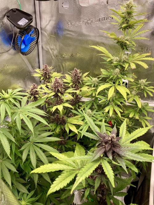 🥊🥧🍧🐐☕️🐓🔩🍌. Week 11