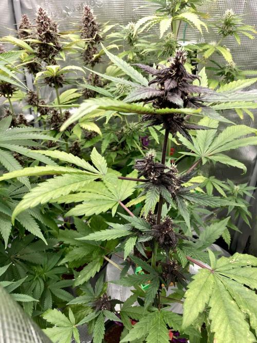 🥊🥧🍧🐐☕️🐓🔩🍌. Week 11 - Pink Kush CBD by Seedsman