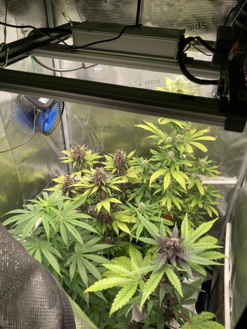 🥊🥧🍧🐐☕️🐓🔩🍌. Week 11