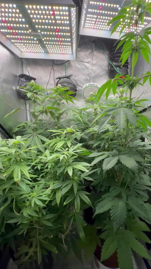 Montel tragic rise fall of Jar Jar Binks