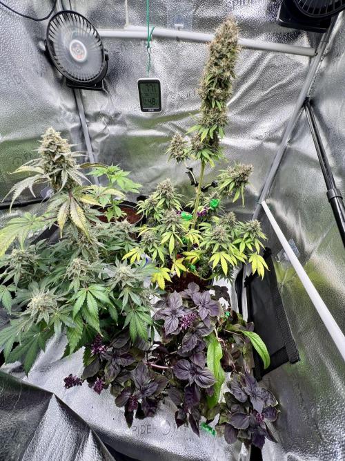 🥊🥧🍧🐐☕️🐓🔩🍌. Week 12