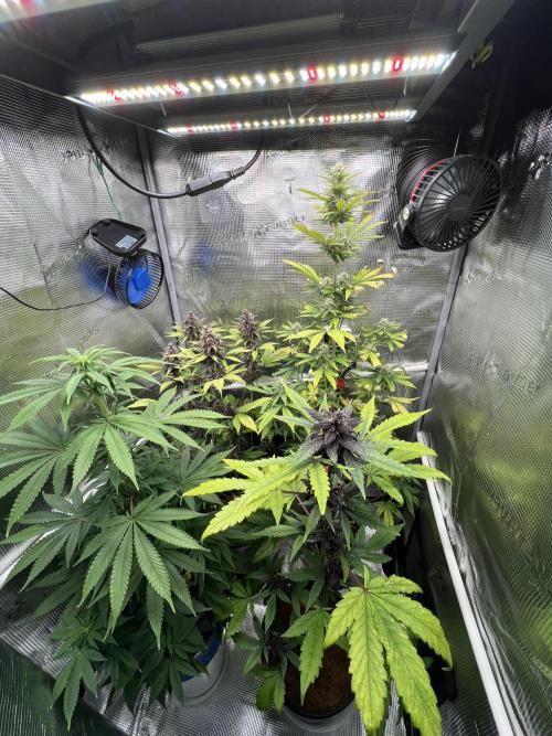 🥊🥧🍧🐐☕️🐓🔩🍌. Week 12