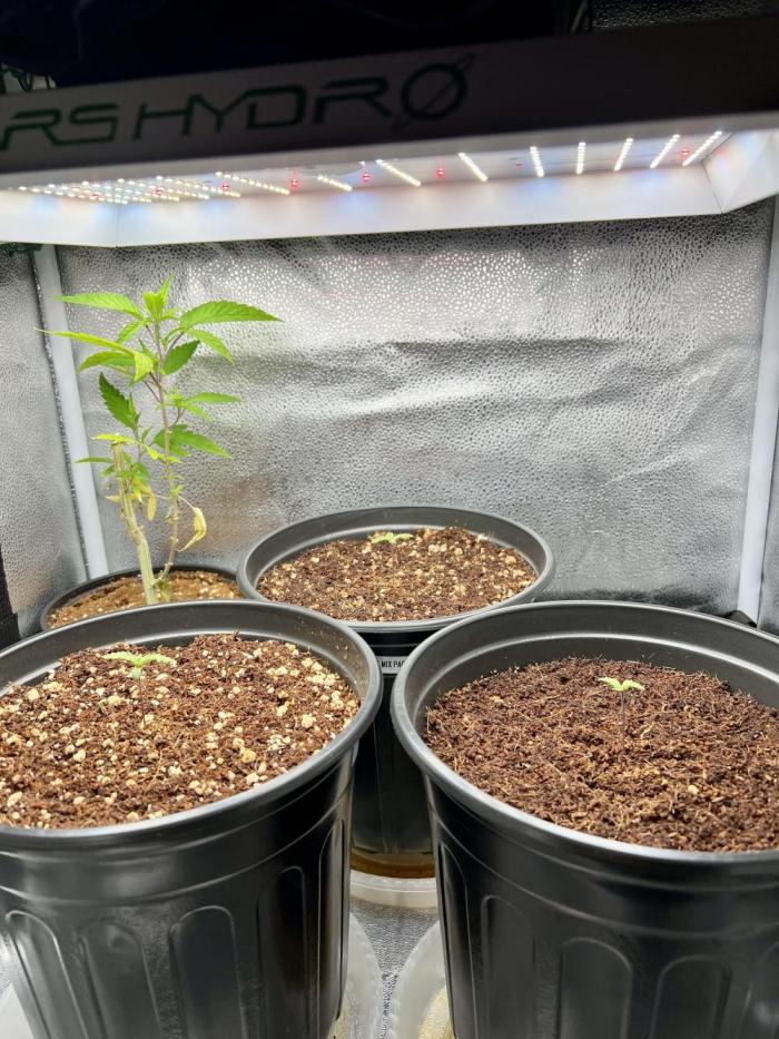 🔥📦RF3 AUTO by Fast Buds. Week 2 - 2/23 6am