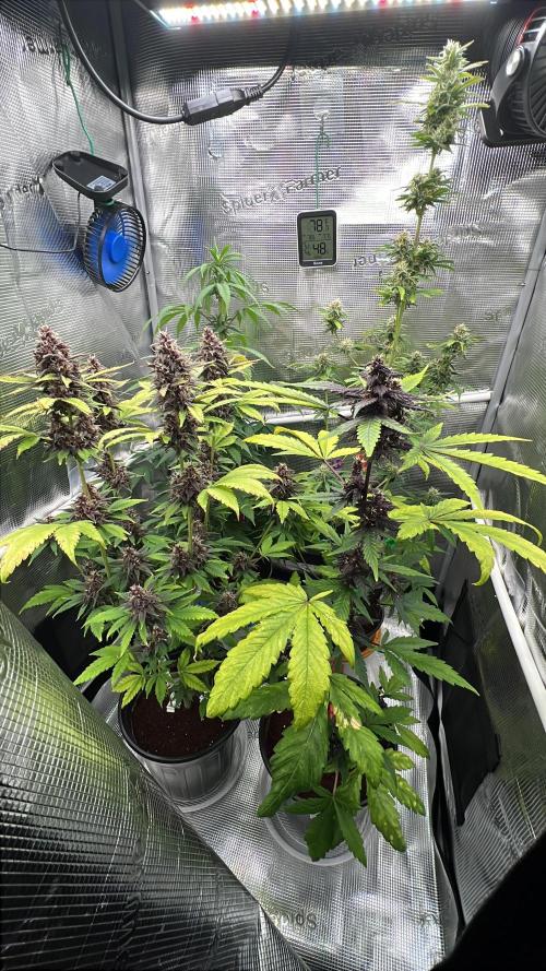 🥊🥧🍧🐐☕️🐓🔩🍌. Week 12