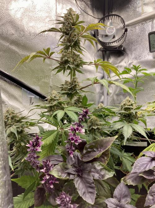 🥊🥧🍧🐐☕️🐓🔩🍌. Week 12 - Dark Opal Basil and OG Triploid by Humboldt Seed Co.
